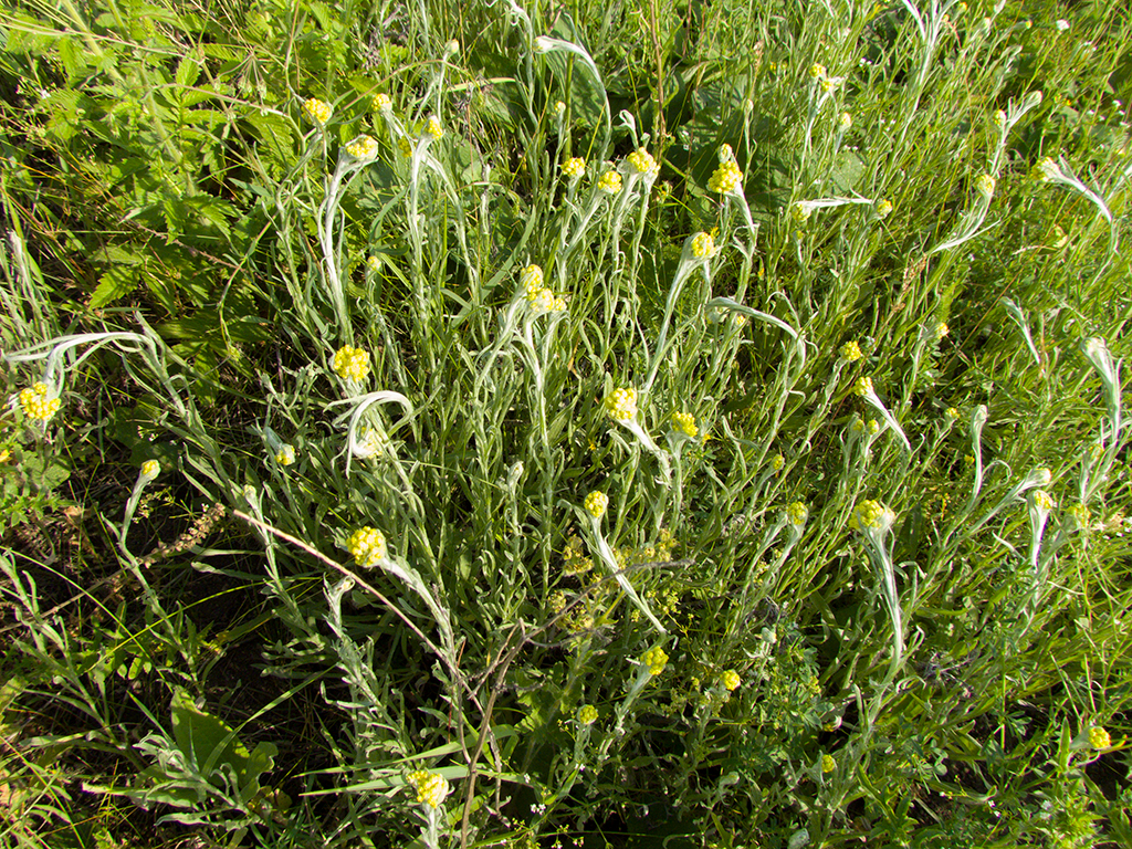 Helichrysum arenarium